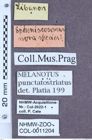 Etiketten zu Melanotus punctatostriatus (NHMW-ZOO-COL-0011204)